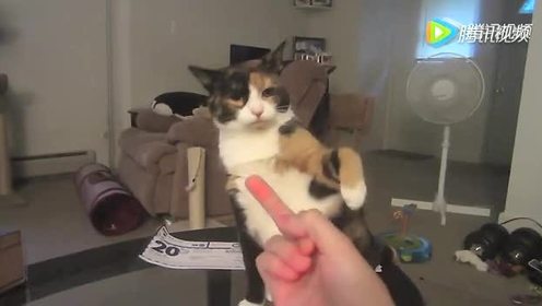 对猫星人竖中指 腾讯视频