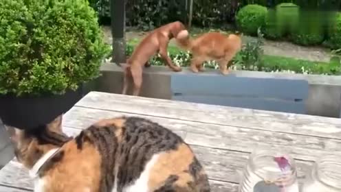 蜂妹与狗狗猫 腾讯视频