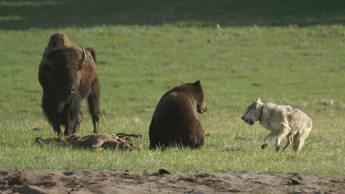 10只野狼大战一头棕熊,狼群不堪一击,四散逃窜