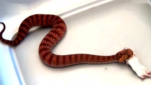 毒蛇排行榜top9:南部棘蛇
