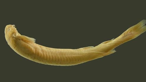 男子在亚马逊河流中尿尿 被寄生鲶鱼钻入身体