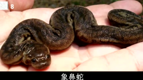 毒蛇集锦:十大奇蛇之象鼻蛇