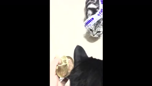 猫背 腾讯视频