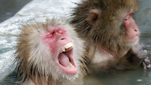 骗猴子吃了一根辣椒,接下来笑的肚子疼哈哈哈