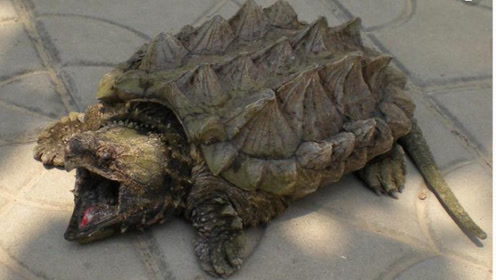 原来鳄龟喜欢吃老鼠,这么大的一只老鼠分分钟就入肚了,太吓人了