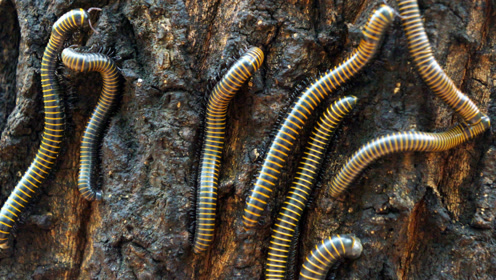 树上爬满像蚯蚓的虫子,一棵树上有上千条,是什么东东呀?