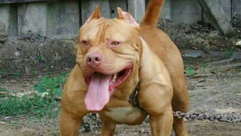 世界猛犬排名_世界猛犬图片大全排名