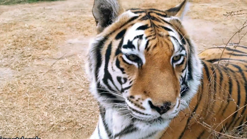 大橘虎今天情绪很低落啊?—西伯利亚虎日常17