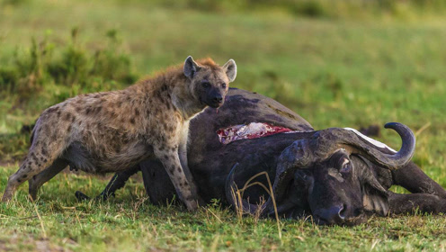鬣狗围功水牛,鬣狗这掏肛厉害了水牛毫无还手之力