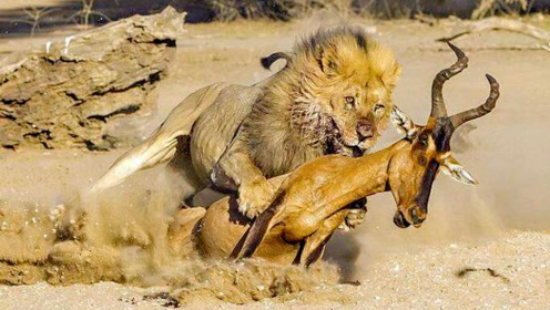 凶猛的狮子伏击360斤捻角羚羊,闪电突击带起一阵腥风