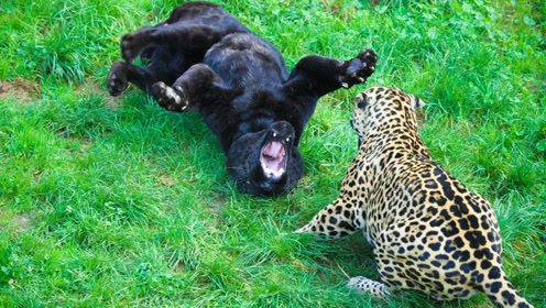花豹大战黑豹,黑豹看着比老虎更让人胆寒