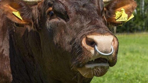 为什么要穿牛鼻子,是不是非常的残忍,看过后明白了