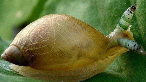 食肉的"琥珀螺"吃蚯蚓虫子,就想吃面一样快速