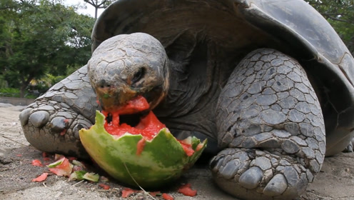 世界上最大的陆龟,体长1米2,重600多斤,龟之大,一锅真炖不下