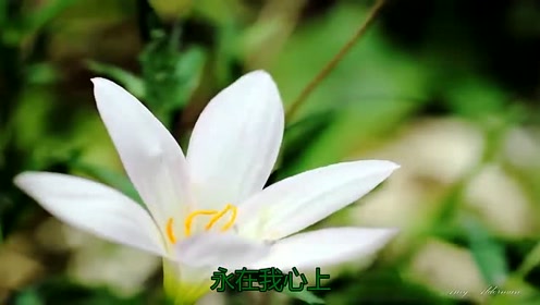 乌兰托娅演唱梦里青草香,唱的确实非常棒,值得一听