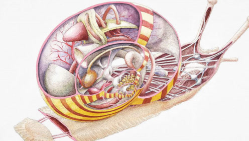 蜗牛壳内部结构图片图片