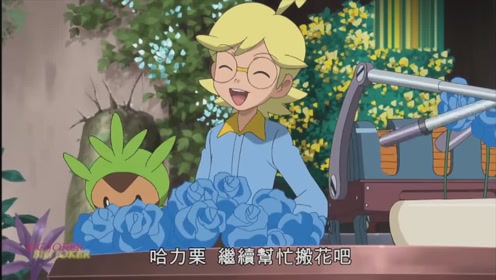 精灵宝可梦xy:小智的插花得到了称赞很开心,皮卡丘萌翻了