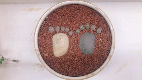 多肉创意盆栽:小巧生石花,养成"小脚丫",2棵石头10棵肉!