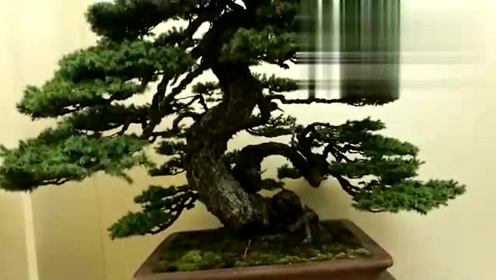 日本盆栽大观展 腾讯视频