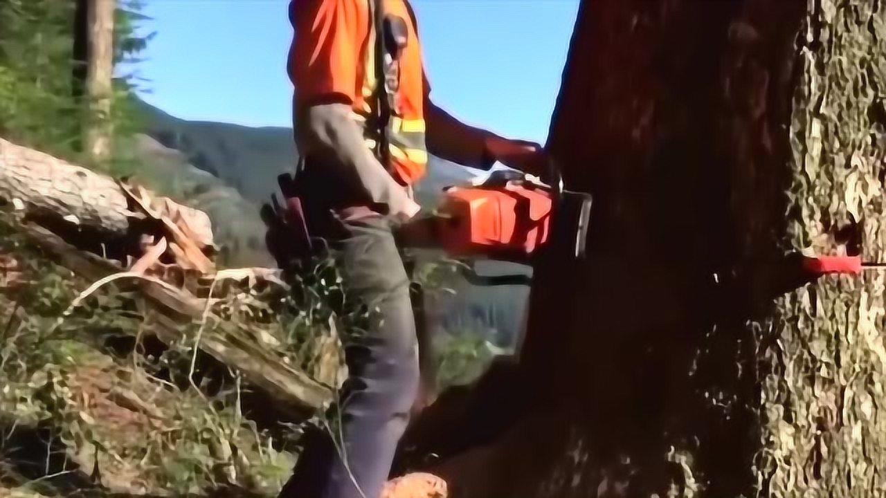 急招一名油锯工人,招聘油锯工,急招伐木工人400一天_大山谷图库