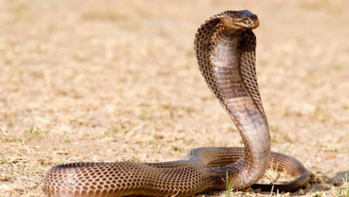 最常见的蛇究竟有多少不同种类?网友:多到你想不到!
