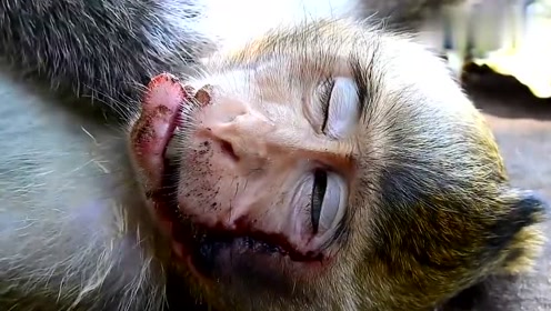 太可怜了!小猴子被打一脸惨相,自卑趴在妈妈怀里不吵不闹