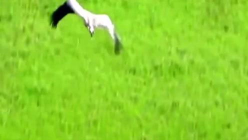 在中华犬地上 腾讯视频