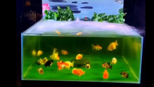 石景鱼缸 腾讯视频