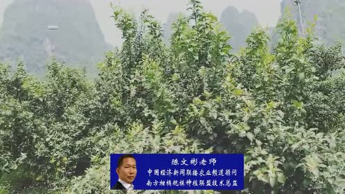 柑橘花期管理技术 腾讯视频