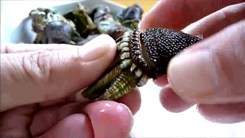 鹅颈藤壶 腾讯视频
