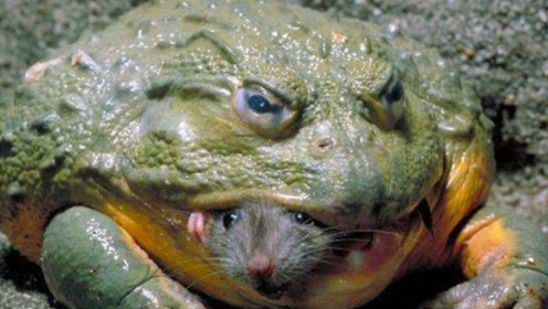 进击的"巨人蛙",体长1米跳高5米,肉质却如此美味?