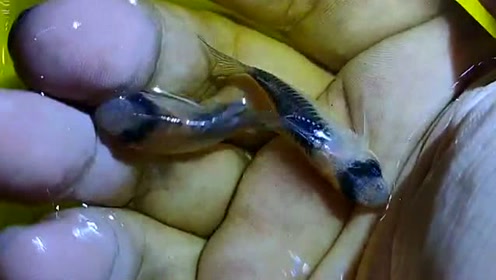 一款底栖的小鼠鱼,黑金红头鼠,非常好看的小观赏鱼