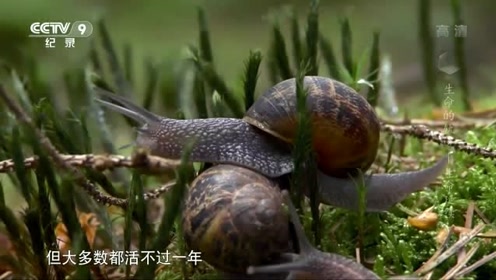 蜗牛卵孵化 腾讯视频