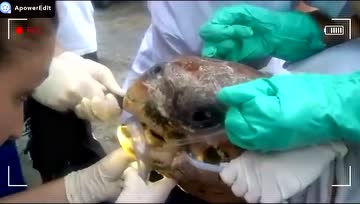 奄奄一息的海龟，嘴里拉出一个超大的捕鱼网