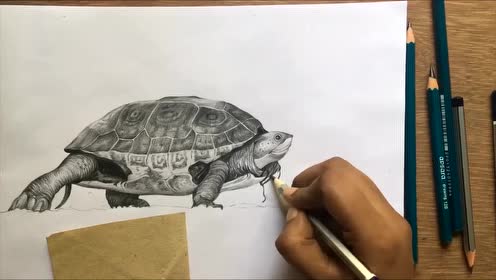 乌龟王八丨素描画