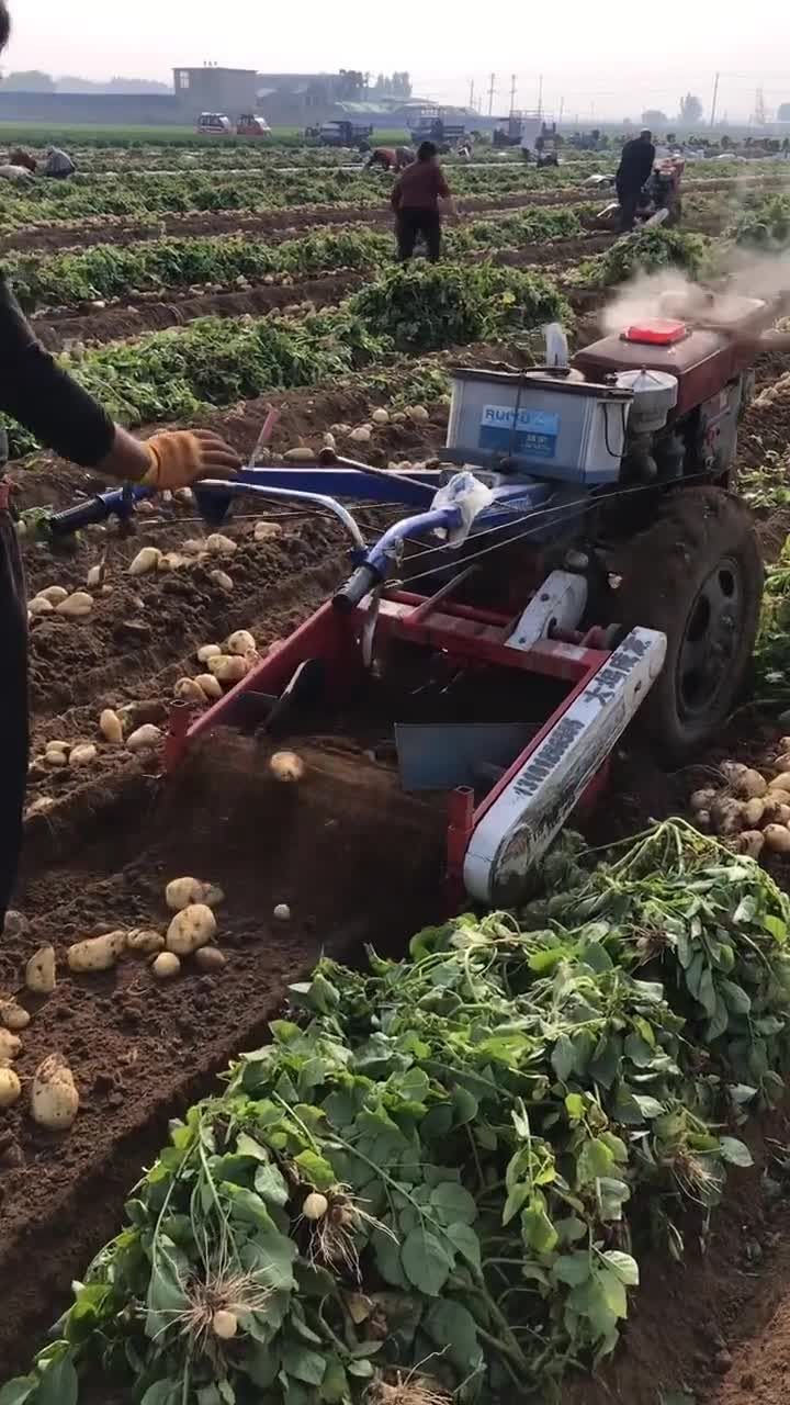 土豆收割機,速度快效率高