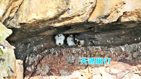 鸟筑巢 腾讯视频