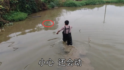浅水塘有鱼浮在水面，小伙急忙穿上水衣裤往下跳，抓起一看惊喜了