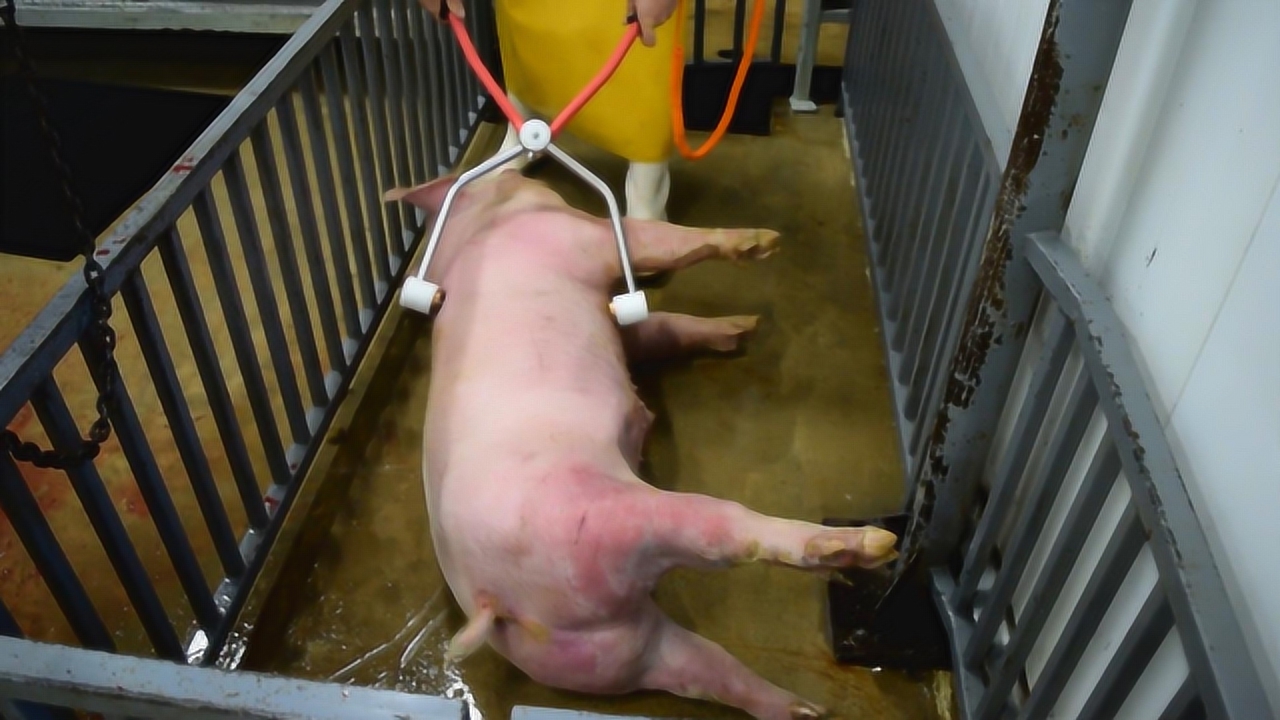 老外高压电杀猪,没有一丝痛苦的倒下,走的很安详