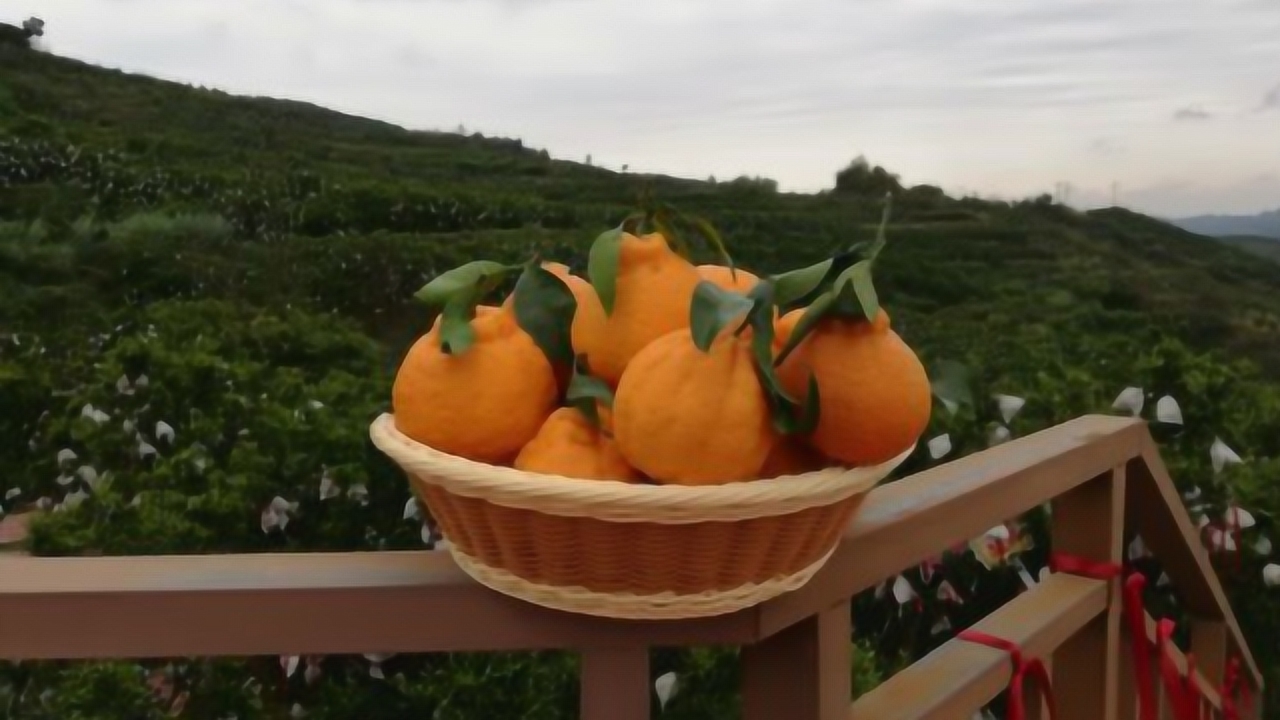 四川成都浦江县的"丑柑"来了!春季首采,助推直供餐桌