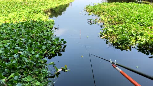 韭菜钓鱼就是快,挂钩到上鱼全程实拍!