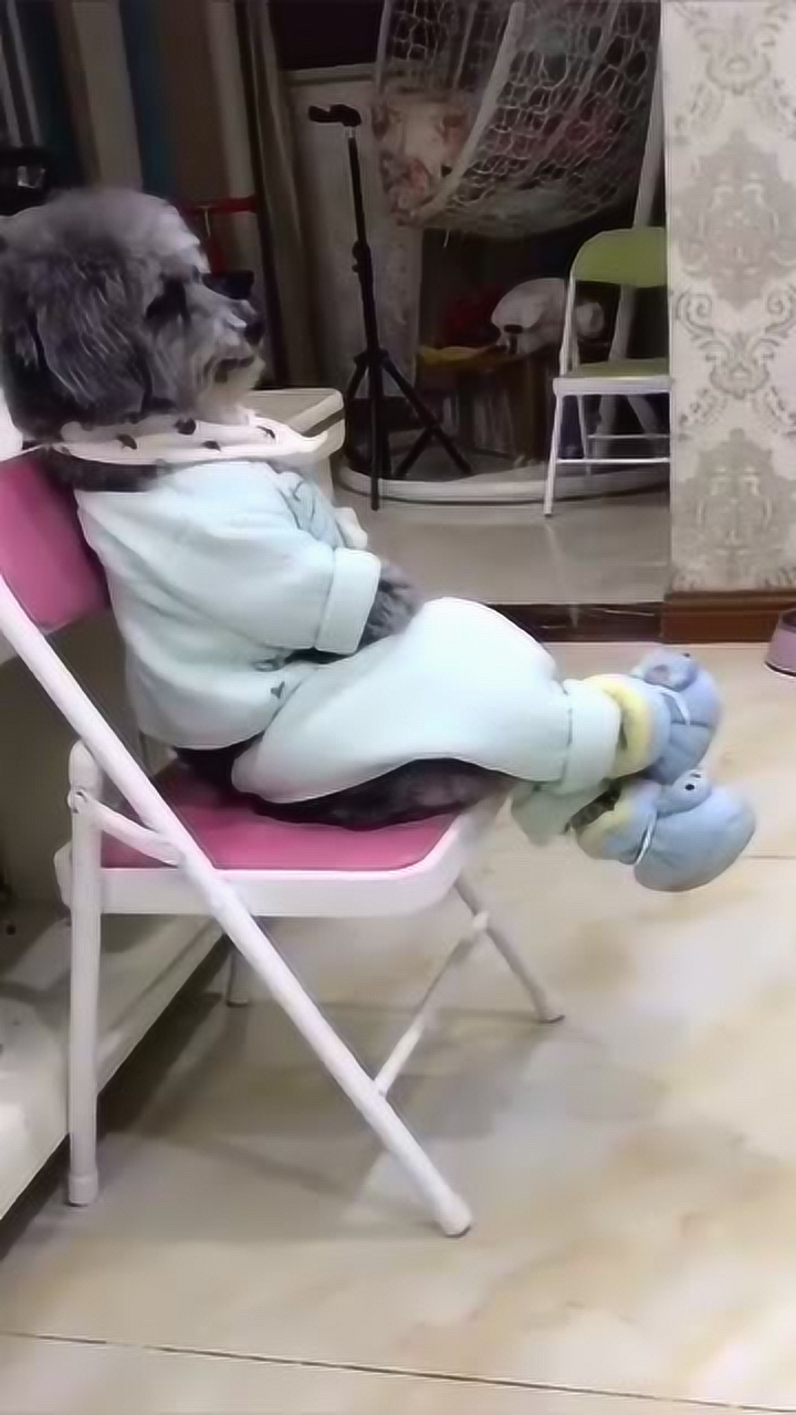 一个悠闲的狗,翘着二郎腿看电视,就差喝口茶了