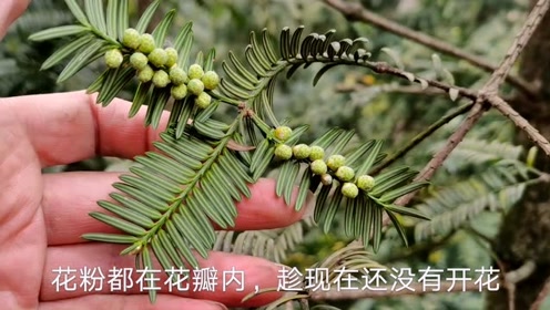 香榧树公母区分图片