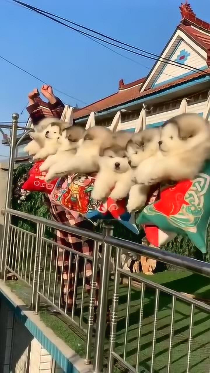 阿拉斯加小时候太萌了,一起荡秋千!