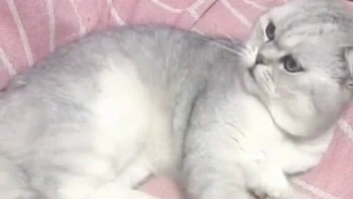 小猫女 腾讯视频