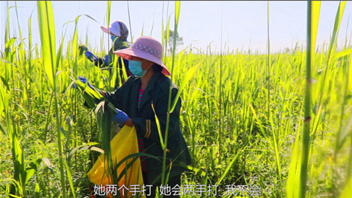 端午节吃粽子自己打粽子叶,农村小遥带你看看大苇塘,满满的收获