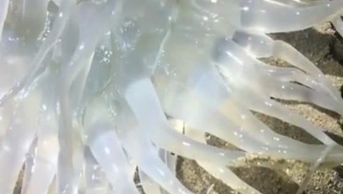 海葵班舀的工作 腾讯视频
