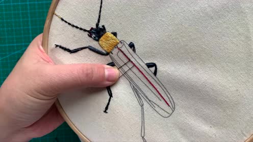 松果果紫翅丽花萤下