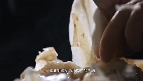 骨的构造 腾讯视频