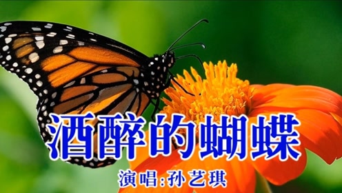 dj歌曲《酒醉的蝴蝶》,网络热播,孙艺琪演唱,太好听啦!